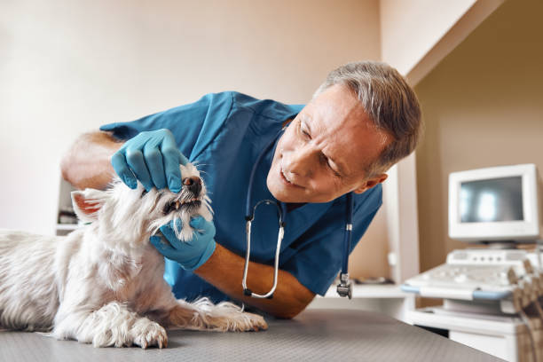 Best Emergency Dental Care for Sports Injuries in Hutchinson, KS